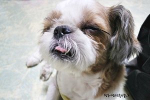 강아지약용샴푸2