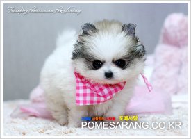 미니강아지분양3