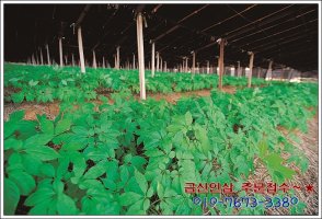 금산인삼가격4