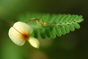 여름꽃 사진(8월) - 영아자, 왕고들빼기, 자귀풀, 자주조희풀, 장구채