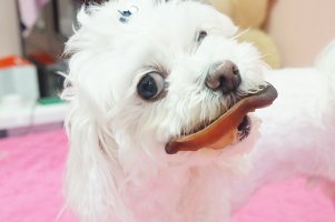 강아지간식사이트3