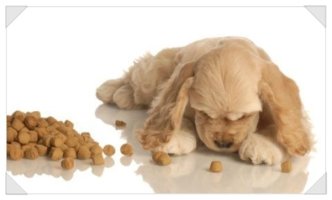 강아지사료싼곳3