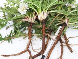 [하얀 민들레의 효능]