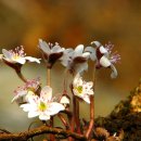 봄꽃의 여신ㅡ봄전령 믿음의 아름다운 노루귀